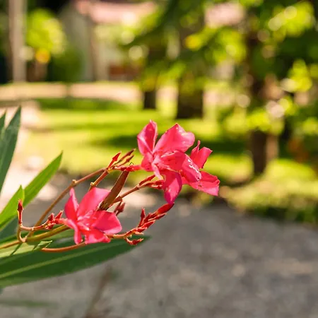 Harmonia Village *