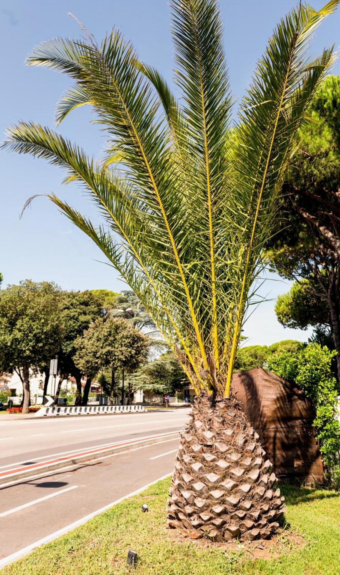 Harmonia Village Lido di Jesolo